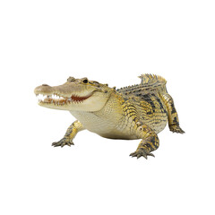 Naklejka premium Young Freshwater Crocodile (Crocodylus johnstoni) on White Background