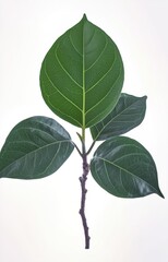 Naklejka premium A green leafy plant with a white background 