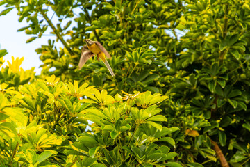 Pájaro posado en la rama de un árbol