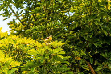 Pájaro posado en la rama de un árbol