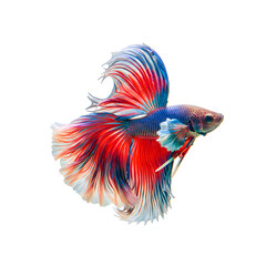 Fototapeta premium Vibrant Betta Fish Swimming Gracefully Beautiful Siamese Fighting Fish Aquatic Art