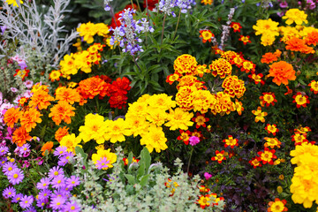 Obraz premium A variety of flowers in a vibrant and colorful flower garden in full bloom at a park in Japan
