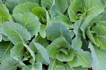 Naklejka premium Young cabbage vegetable​ in​ garden​ bed