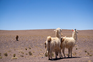 Group Of Llamas Grazing In The Atacama Desert Chile With Arid Terrain And Mountains Under A Blue Sky