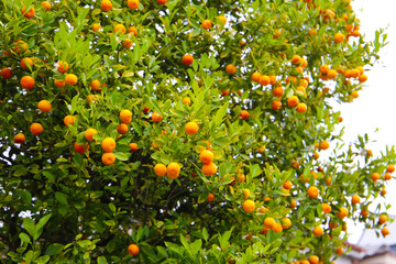 Orange fruit hanging on tree