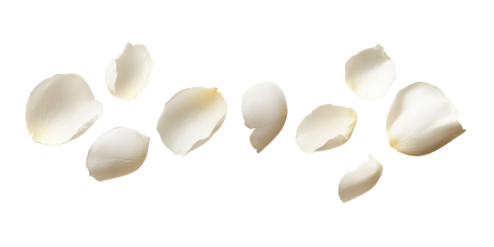 A simple image showing a scattering of white petals against a plain black background in a horizontal line