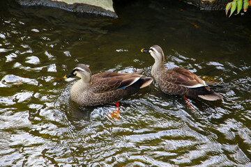 Eastern Spot-billed Duck in Komatsugawa Sakaigawa Water Park in Tokyo, Japan