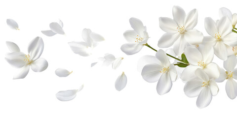 Arrangement of white flowers with petals falling on a black background creating a delicate floral design