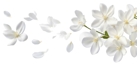 Arrangement of white flowers with petals falling on a black background creating a delicate floral design