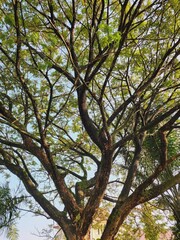 Lush canopy of a large mature tree against a light blue sky.