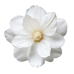 A close up of a white magnolia flower with delicate petals against a black background in soft lighting