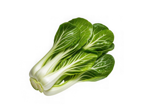 Fresh green bok choy on black background