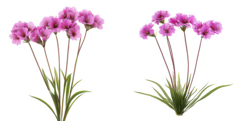 sea thrift flowers, armeria maritima, isolated on transparent background