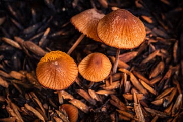 Mushroom start to growing