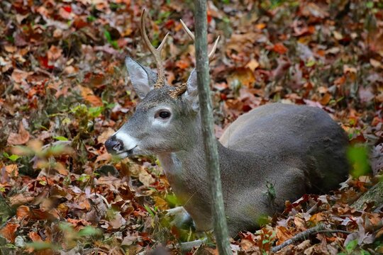 White-tailed deer resting on autumn leaves