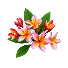 Colorful Frangipani flower, bunch of of plumeria with leaves cut out