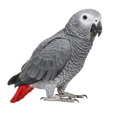 Obraz premium Elegant African Grey Parrot Standing Beautiful Avian Pet Intelligent Bird