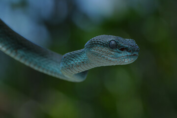 A mesmerizing blue-phase Trimeresurus insularis, or Blue Sunda Pit Viper, with striking blue scales and piercing eyes, elegantly wrapped around a branch, 20 may 2025 Indonesia