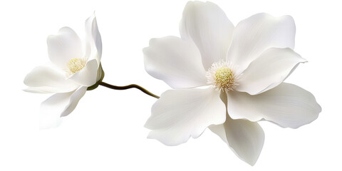 Close up of two white magnolia flowers with yellow centers against a black background in soft lighting