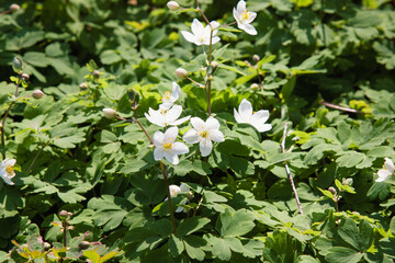 Spring white wild floral background. White flowers among green grass. Flowers of Isopyrum thalictroides in forest close up. spring season concept. blooming wild plant