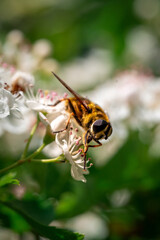 bee on a flower