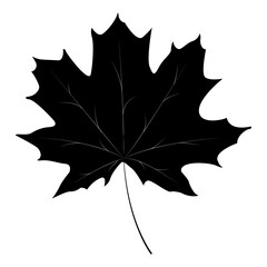 Maple leaf. Symbol of autumn, nature and harmony with the environment. Symbol of renewal.