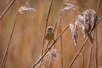 reed warbler on a reed
