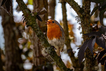 robin on a branch
