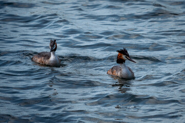 pair of great crested grebes