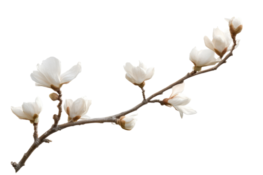 A close up of a branch with white flowers blooming against a solid black color background isolated shot