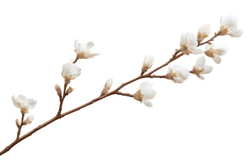 A delicate branch adorned with pristine white blossoms against a stark black background creating contrast