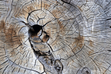 Old cut wood texture pattern background