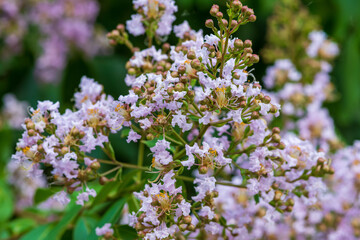 淡い紫のサルスベリの花序クローズアップ