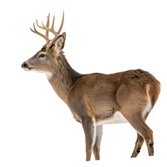 Fototapeta premium Deer isolated on transparent background