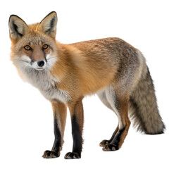 Fototapeta premium Fox isolated on transparent background
