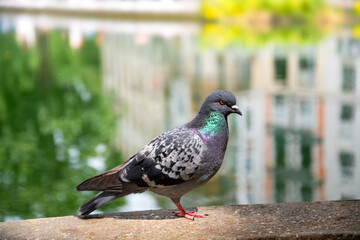 A pigeon (Columbidae) on the banks of the “Canal St. Martin” in the middle of Paris, where pigeons are part of the cityscape. Portrait shot of a wild bird with urban scenery blurred in the background.