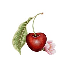 Red cherry with leaf and pink flower watercolor. Hand drawn botanical illustration. Fresh sweet and tasty ripe fruit. For labels, menus, packaging design, textile, fabric, stickers, cards