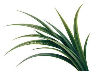 Obraz premium Lush green grass blades embellished with water droplets against a simple black background