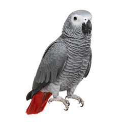Naklejka premium Graceful African Grey Parrot Looking Calm Sophisticated Avian Species Bird