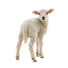 Fototapeta premium Cute Young Lamb Posing Happily Sweet Farm Animal Wool Agriculture Stock