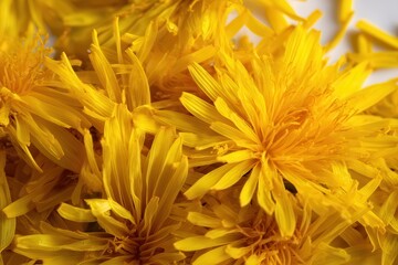 Fototapeta premium Close-up of bright yellow dandelion blossoms showcasing the intricate detail of the petals and the flower's vibrant color and texture.