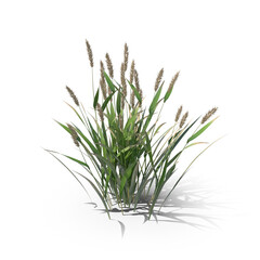 Alopecurus Plant isolated on transparent background