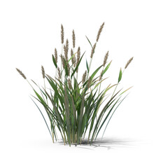 Alopecurus Plant isolated on transparent background