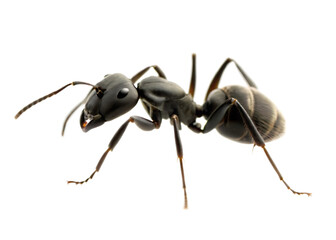 Close up photo of ant  isolated on white background PNG