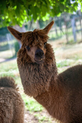 Fototapeta premium Portrait of a curious alpaca with soft brown wool, looking directly at the camera against a blurred natural background. Perfect for animal lovers and wildlife themes.