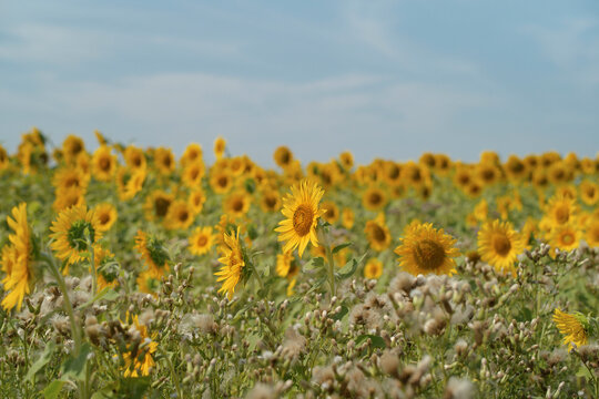 A vast sunflower field under a blue sky with scattered clouds. Germany