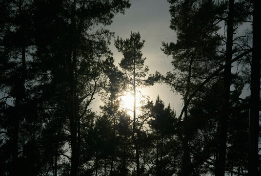Sunlight filtering through tall pine trees in a dense forest creating a silhouette effect. Austria