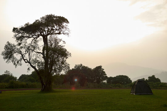 A solitary tree stands on a grassy field with a distant sunset and a tent nearby. Serengeti, Tanzania