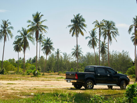 Black pickup truck parked in a sunny, tropical field with tall palm trees around. Thailand