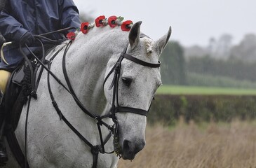 A grey horse plaited up with poppies in its mane.